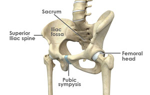 Normal Anatomy Of Hip Joint